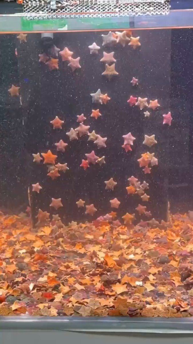 Tiny star shaped lights