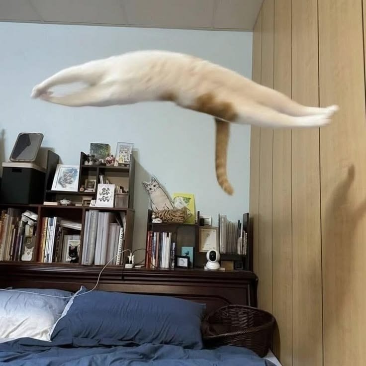 cat mid-air jump (photo 2 of 2)