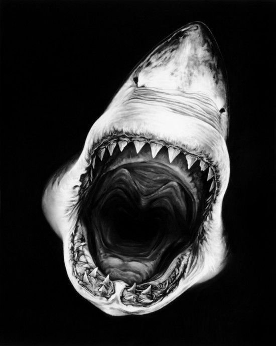 shark head close-up