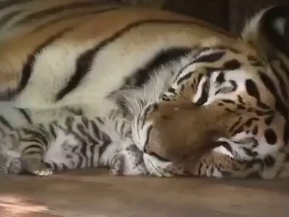 Tiger cub