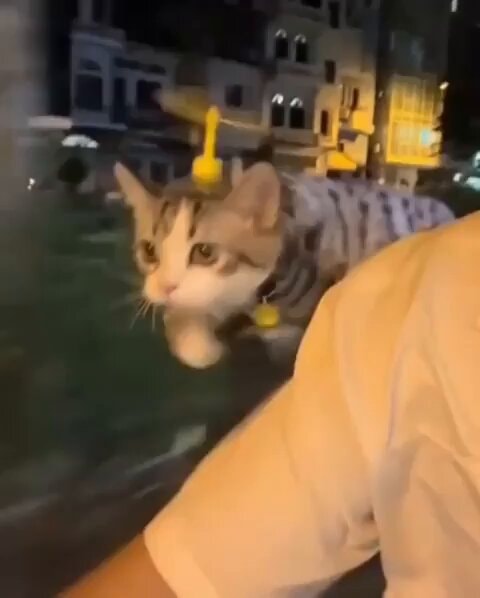 cat evening city flight