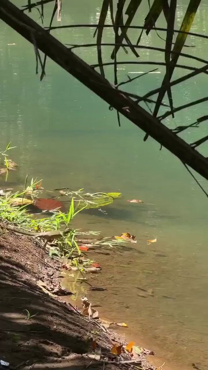 common basilisk running on water