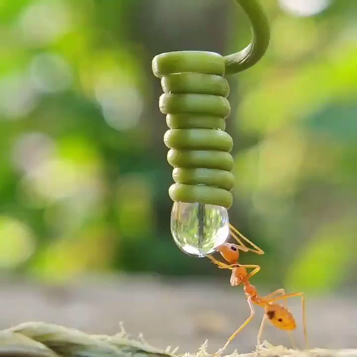 thirsty ant drinking water