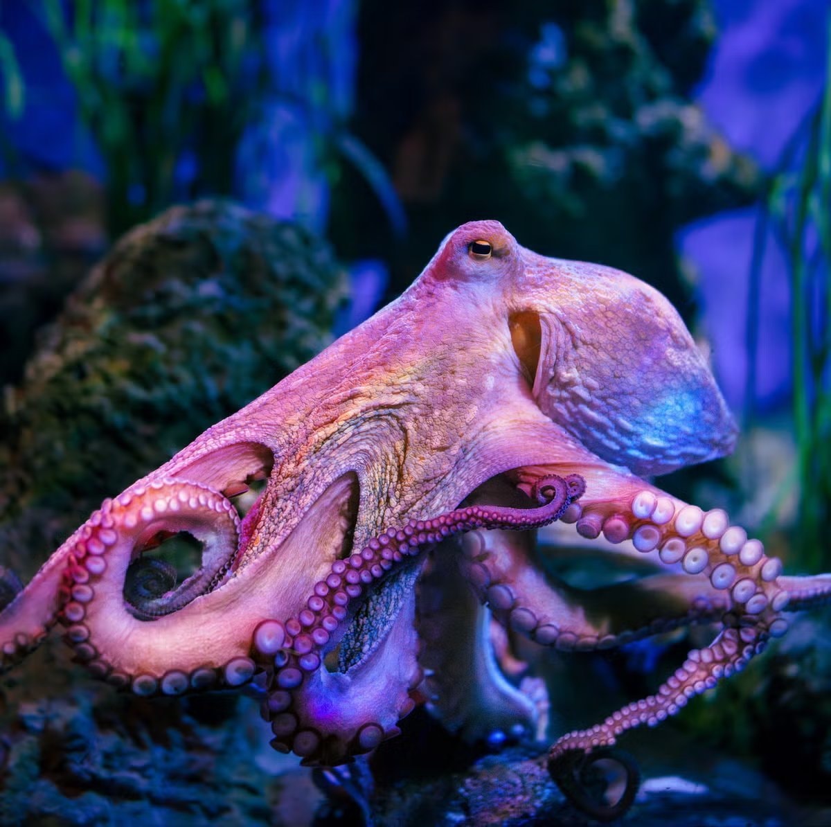 Octopuses could build next civilization