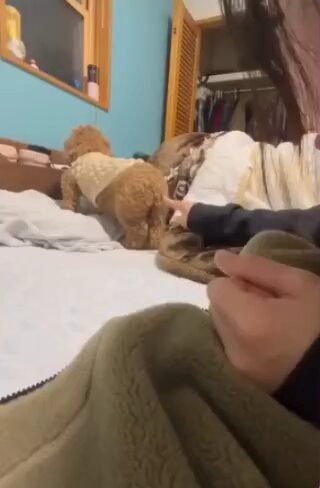 Dog says no derrière não