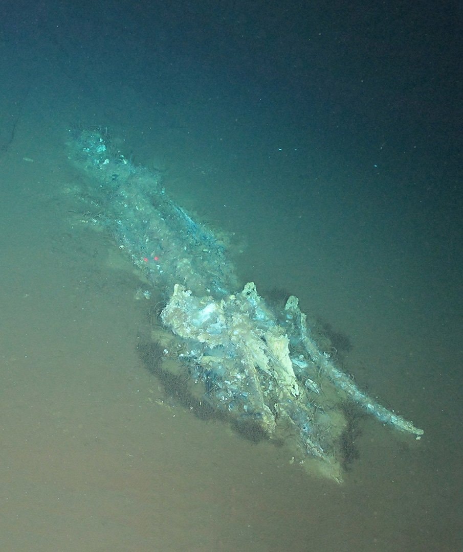 Indian Ocean whale graveyard Indian Ocean whale graveyard
