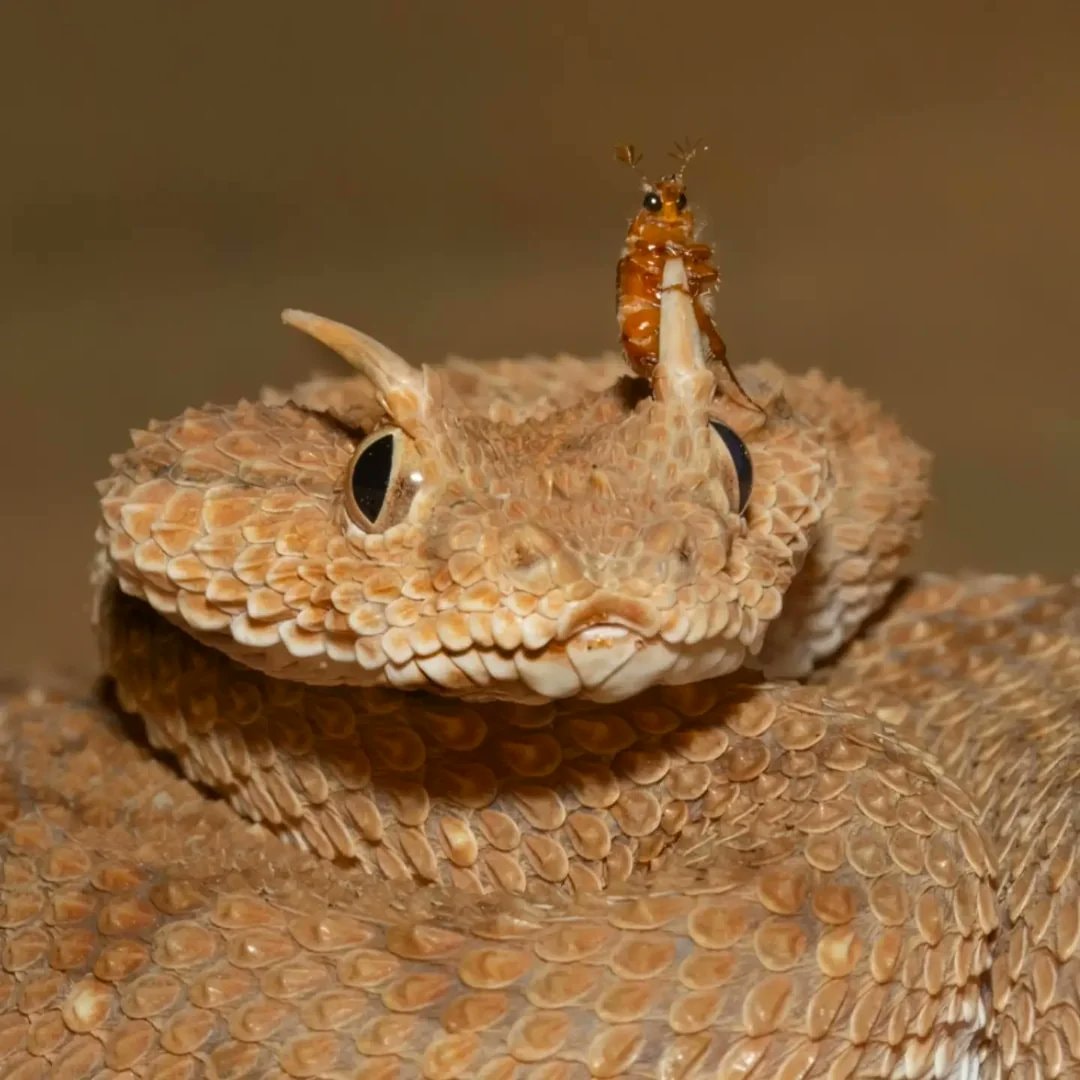 Horned viper with insect