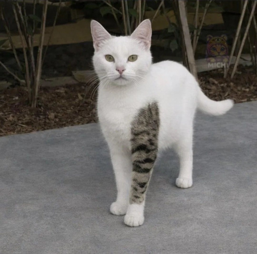cat with a tattoo