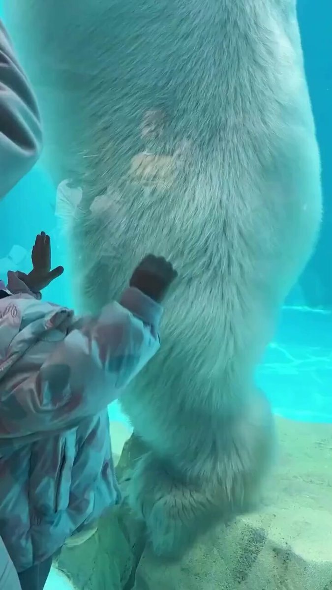 Polar bear size