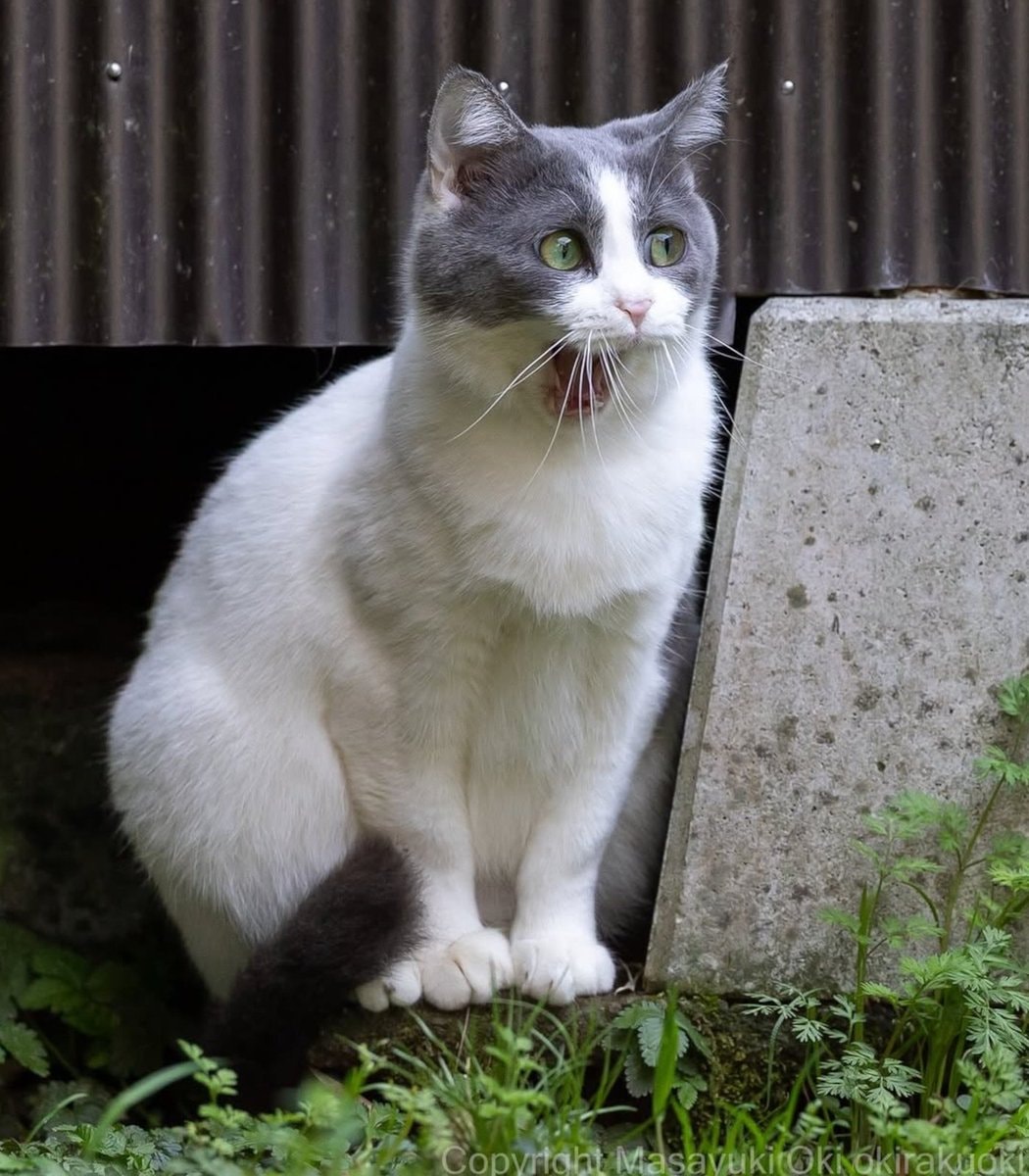 Masayuki Oki street cats Japan (photo 4 of 4)