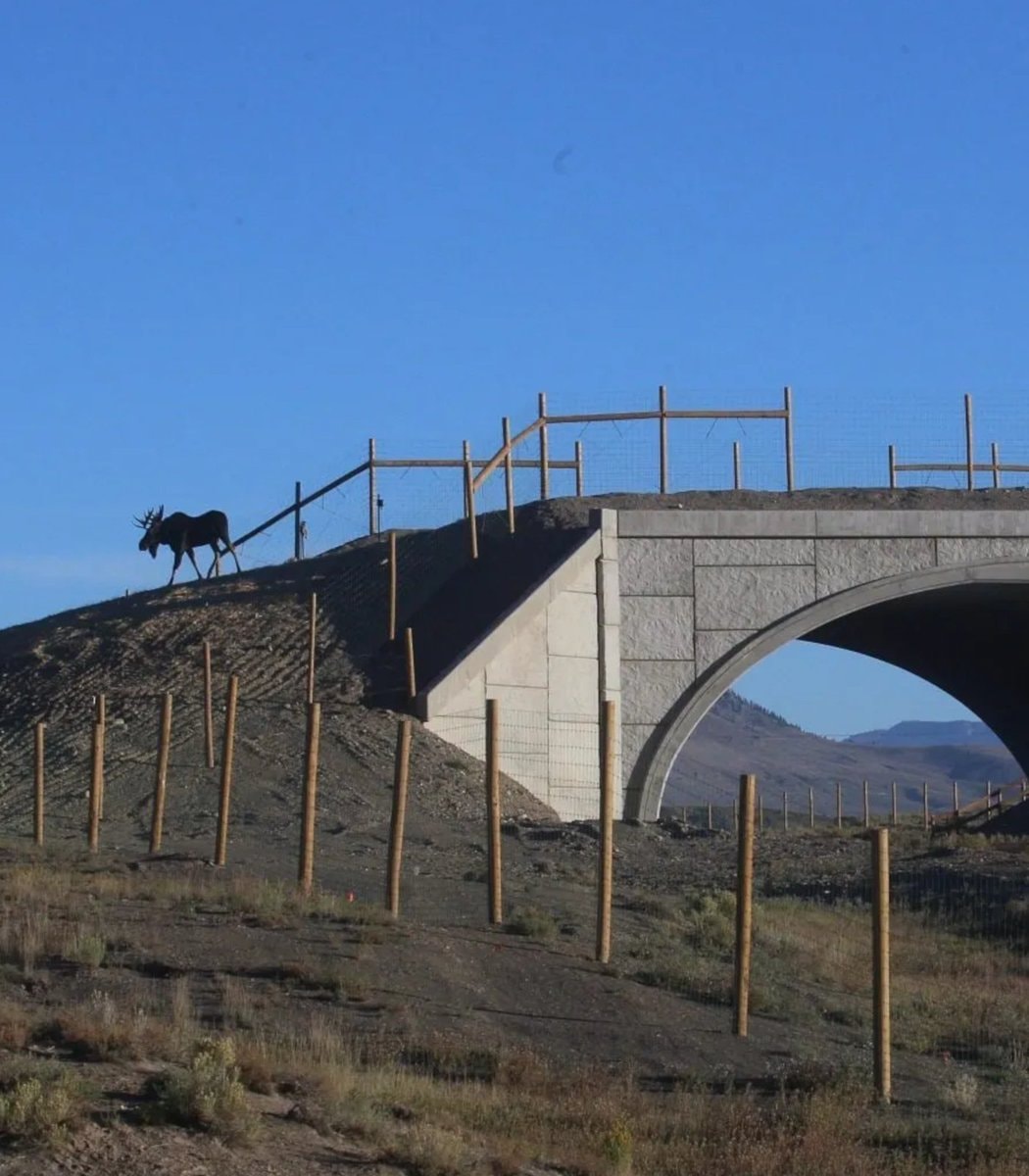 Colorado animal overpass results (photo 2 of 2)