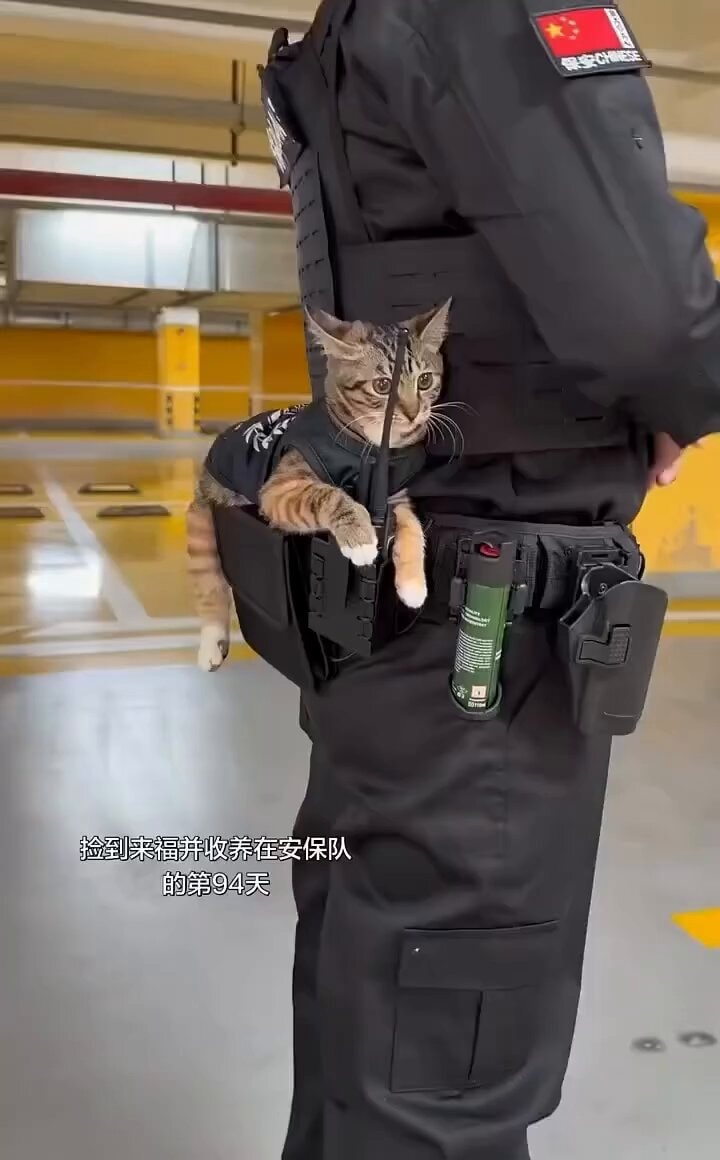 Cat wins Outstanding Achievement Award