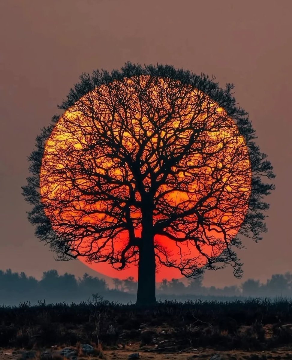 Bare tree silhouette orange sun