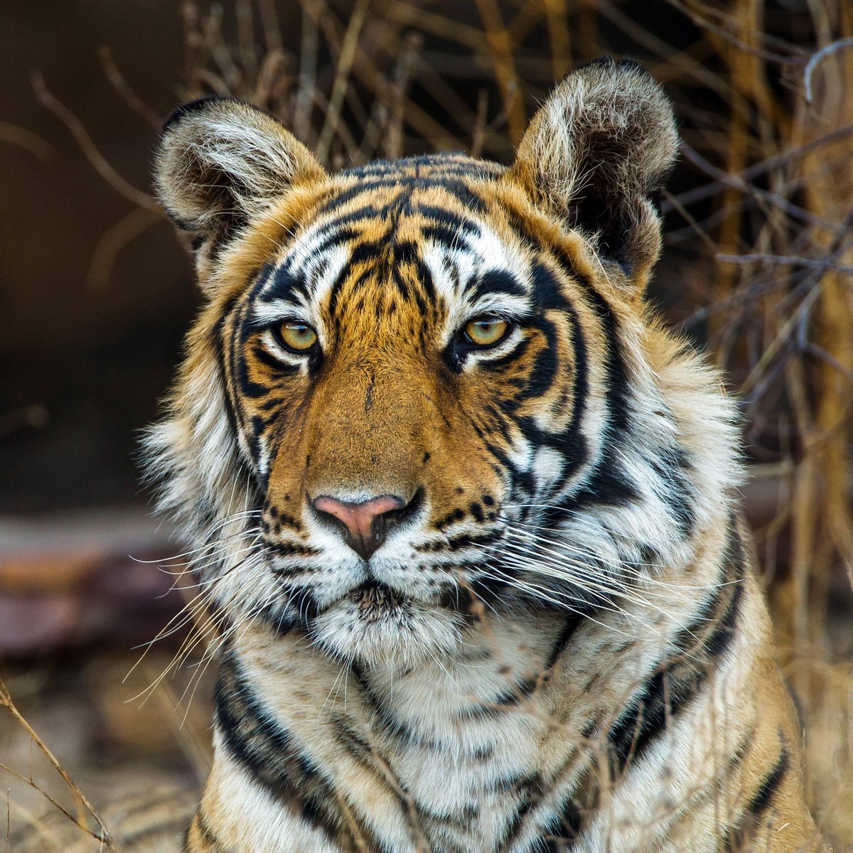 India tiger population doubled (photo 1 of 2)