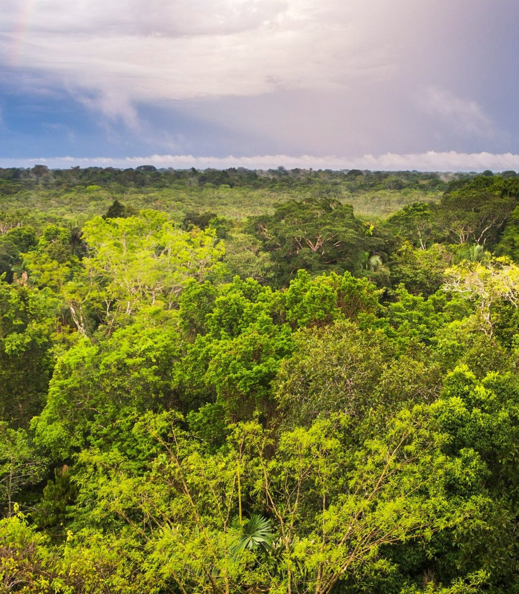 Amazon rainforest protection study results