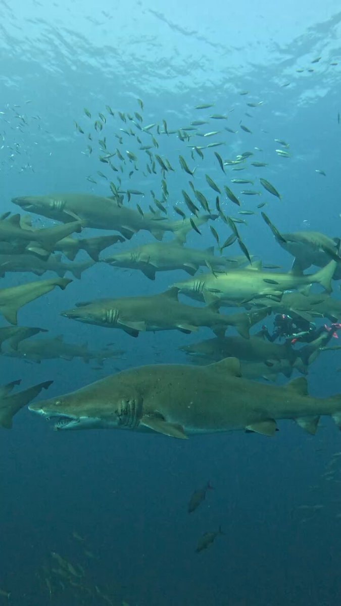 sharks and divers underwater