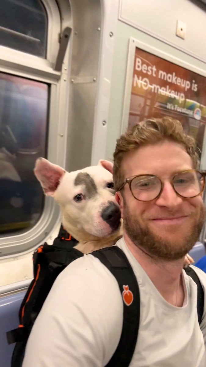 Man carries rescue dogs in backpack to boost adoptions