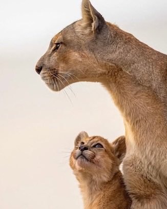 puma cub gazing at mother (photo 1 of 2)