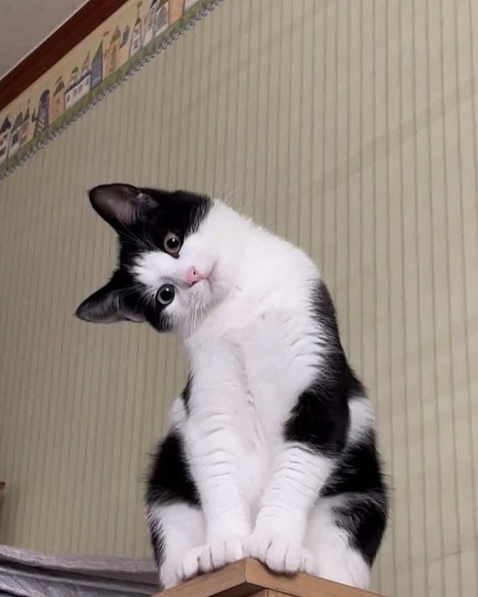 black and white cat sitting on furniture (photo 2 of 2)