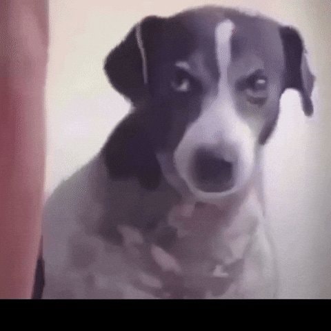 Judgmental dog staring GIF