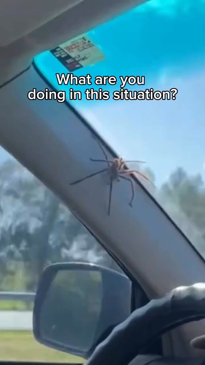 spider on car windshield reaction