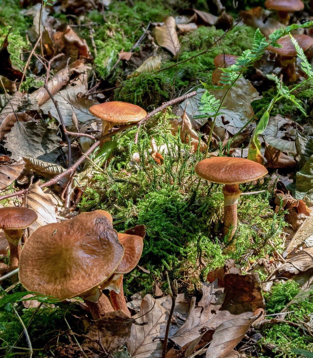 Underground fungal network mapped by scientists (photo 2 of 2)
