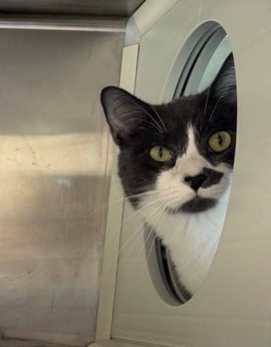 cat peeking through hole