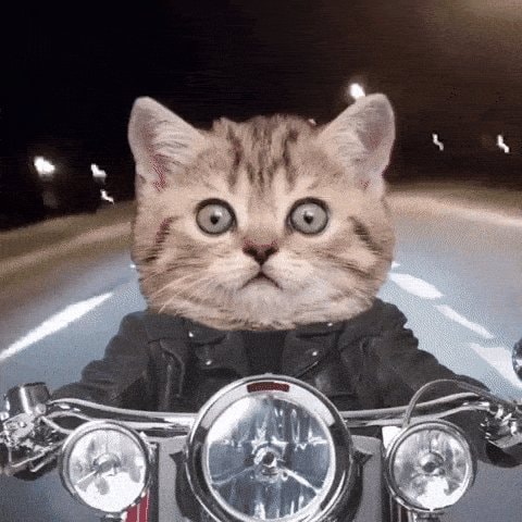 Cat on motorcycle reaction