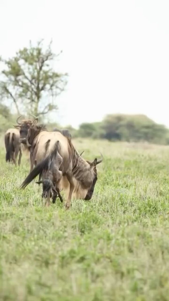 miracle on the savanna