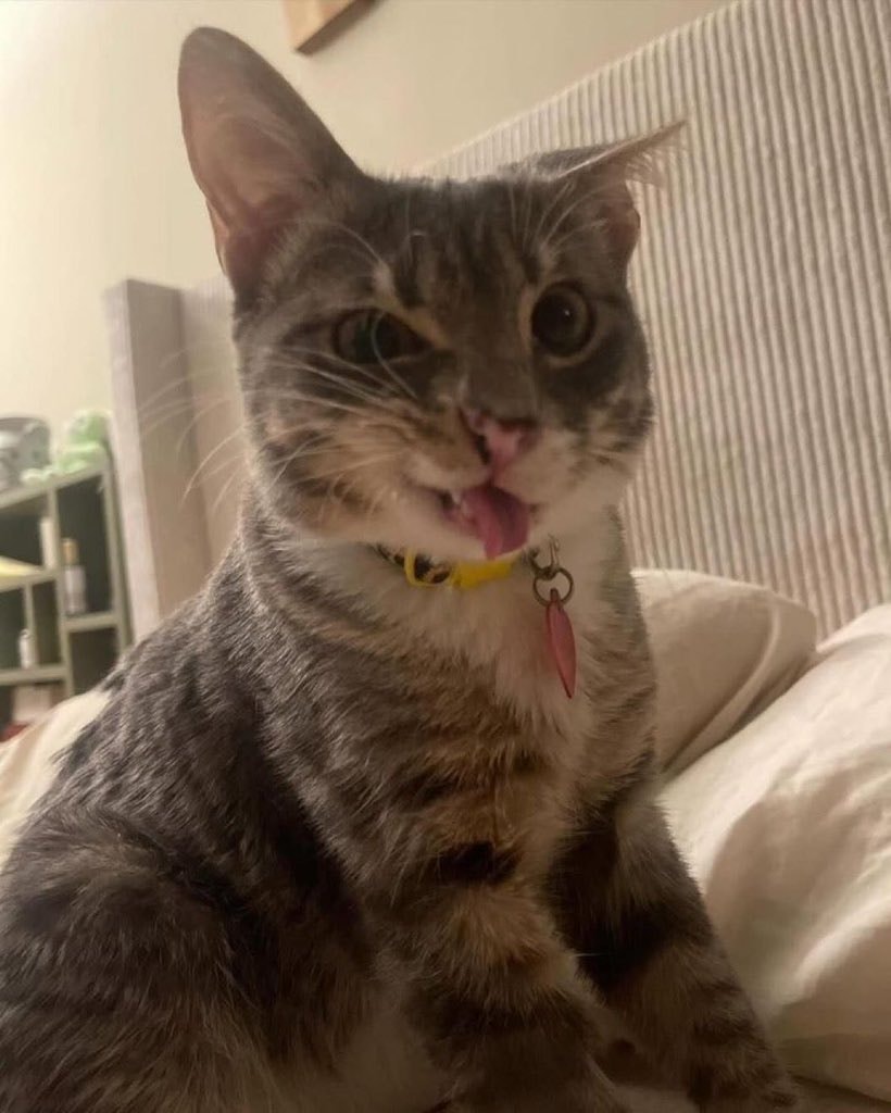 Tabby cat 🤪 emoji owner Tabby cat 🤪 emoji owner