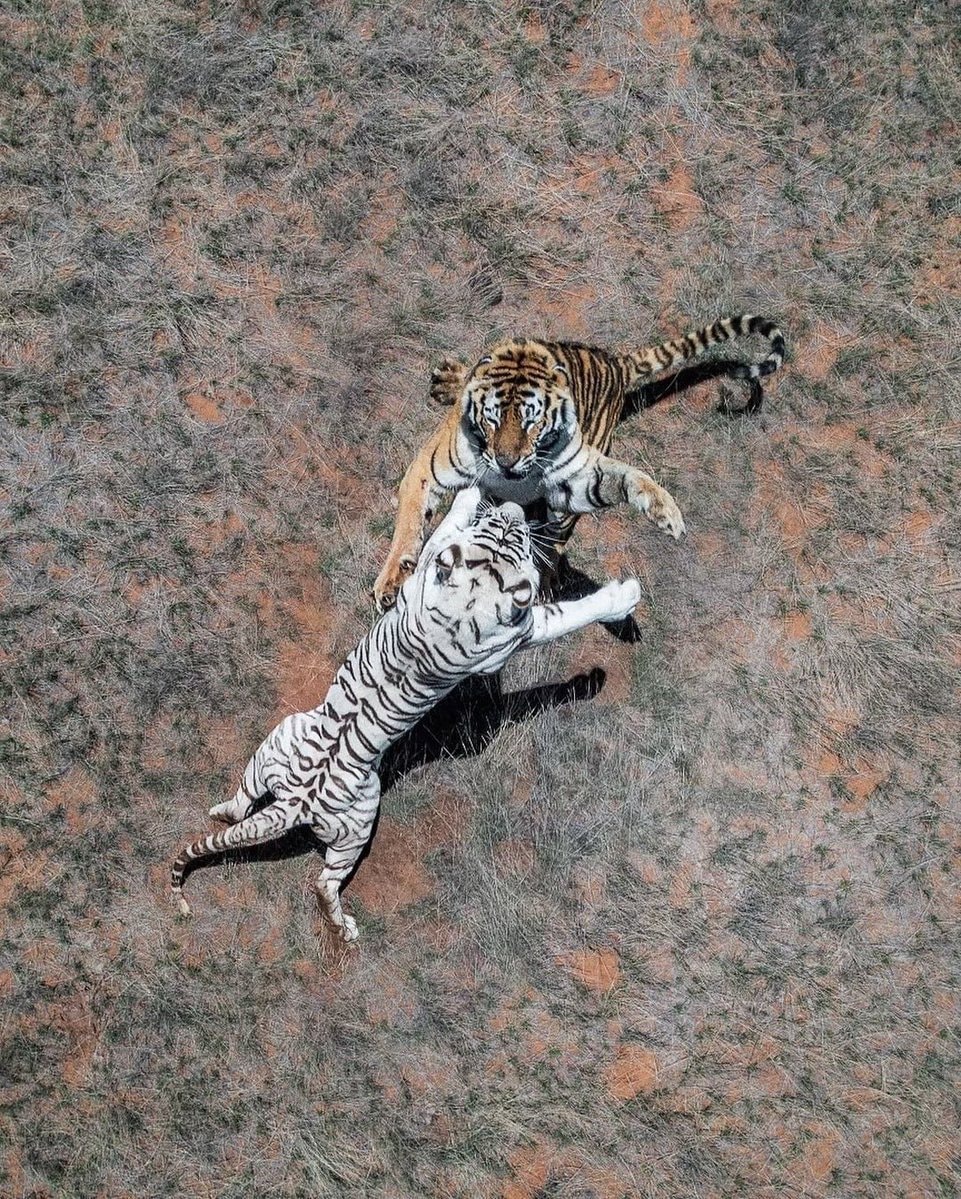 Two tigers birds eye view (photo 2 of 2)