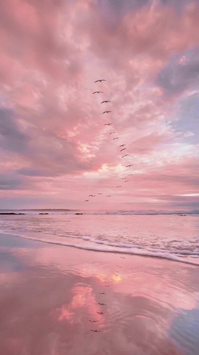 Pink sky beach birds Pink sky beach birds