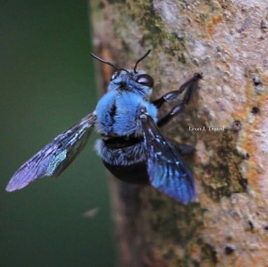 Blue carpenter bee (photo 2 of 2)