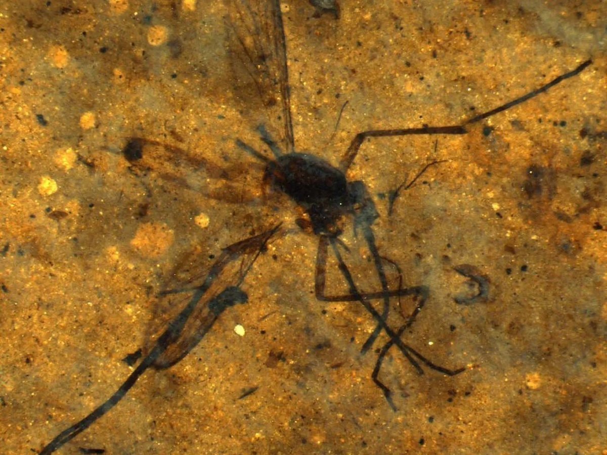 46-million-year-old mosquito fossil