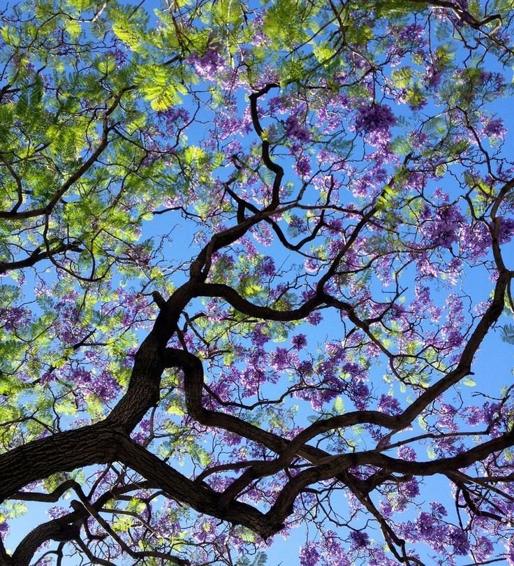 purple tree in bloom (photo 2 of 2)