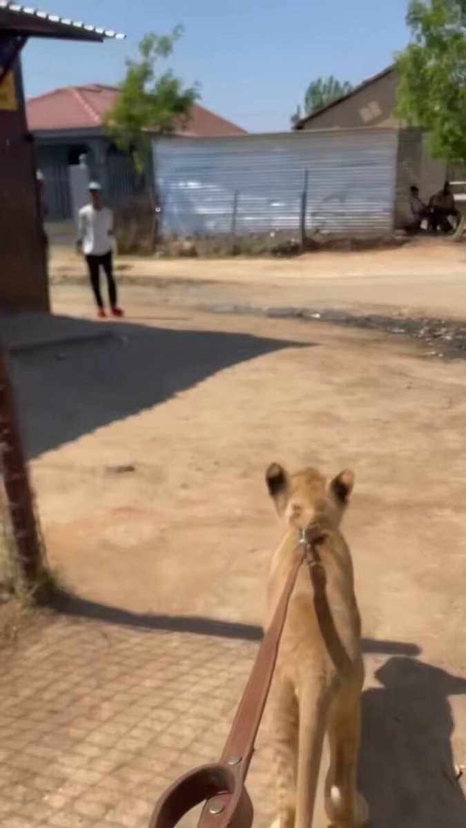 leopard to lion confusion