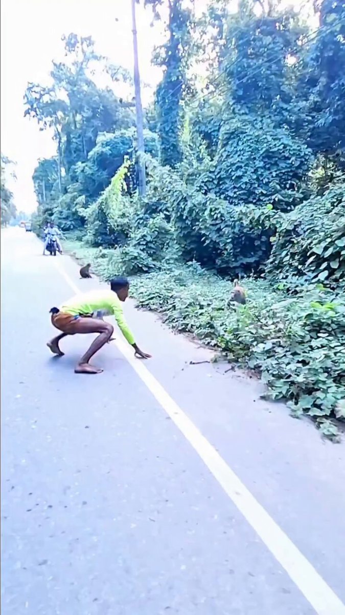 amazing monkey funny videos