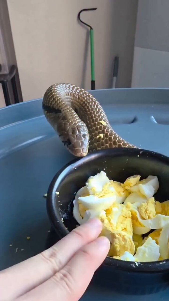 snake eating hard boiled eggs