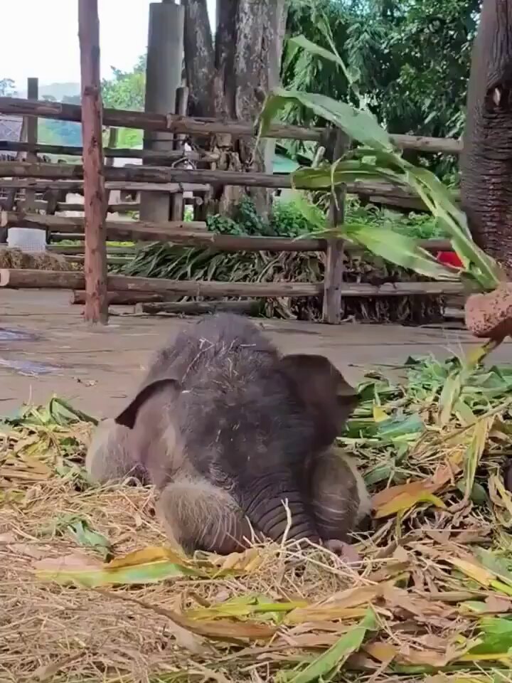 three day old baby elephant