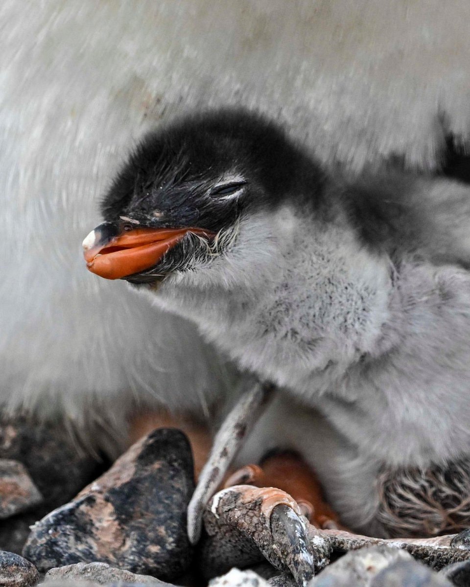 New penguin species discovered