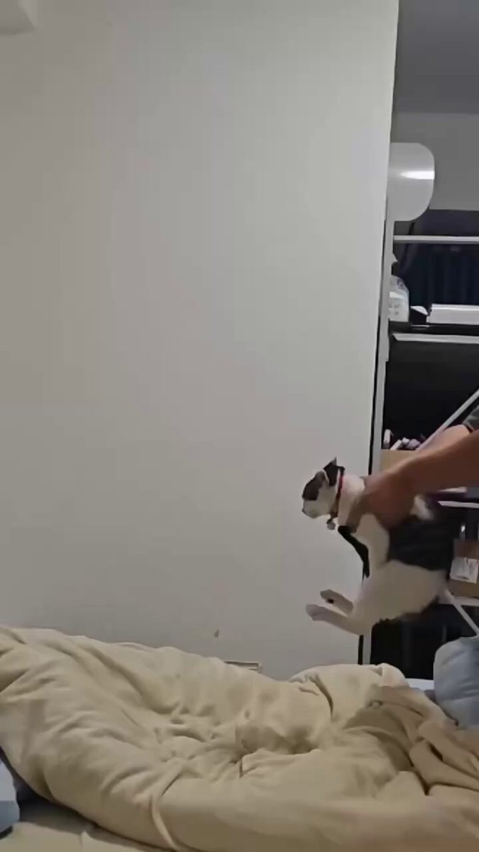 Cat slow motion moment 🤣