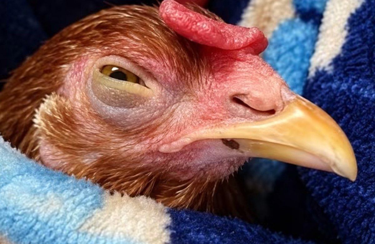 chicken face tense vibe
