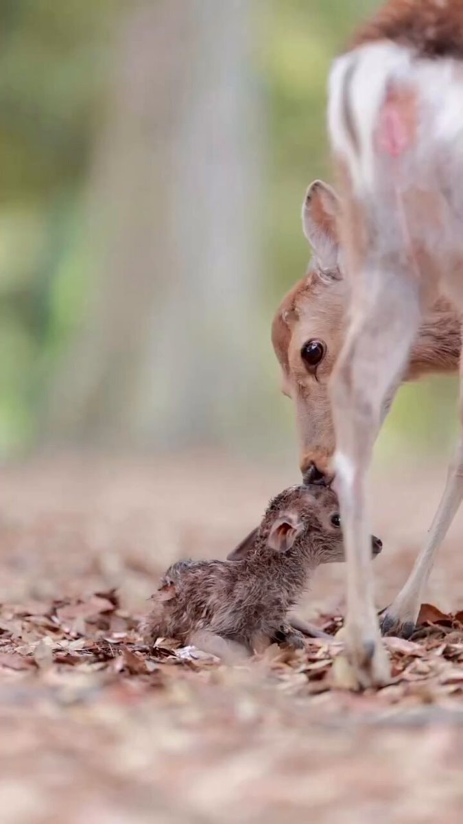 Mother deer nuzzles newborn fawn