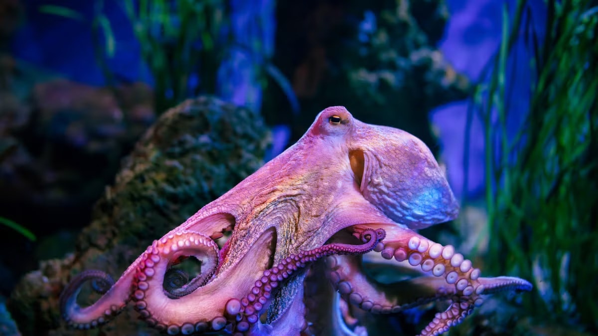 octopus civilization after humans (photo 2 of 2)