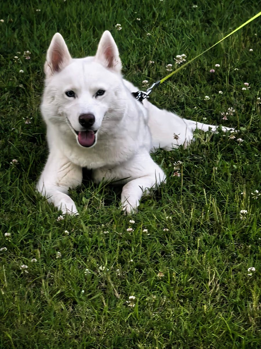 White husky in the grass White husky in the grass