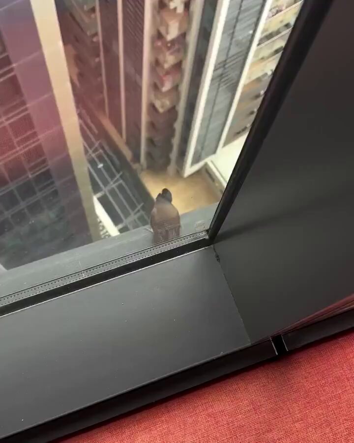 bird watches Spiderman bird watches Spiderman