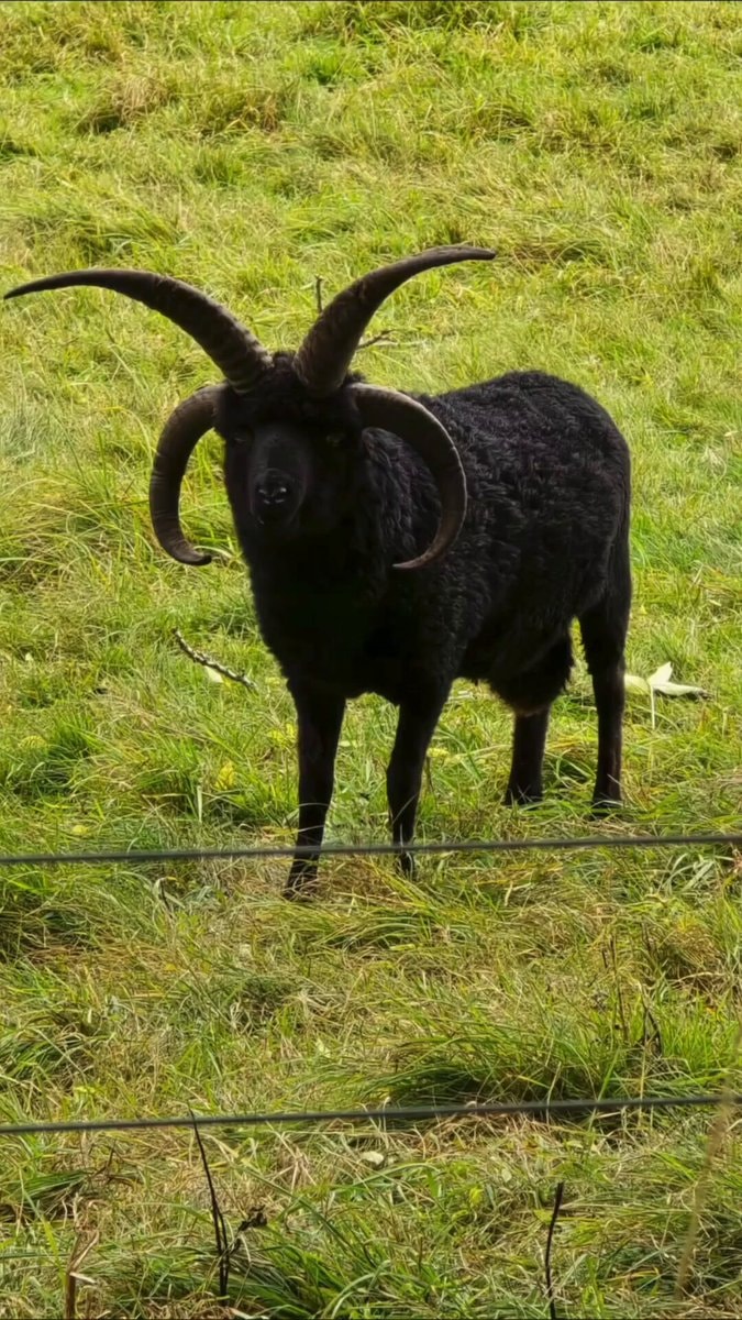 Hebridean Jacob sheep four horns