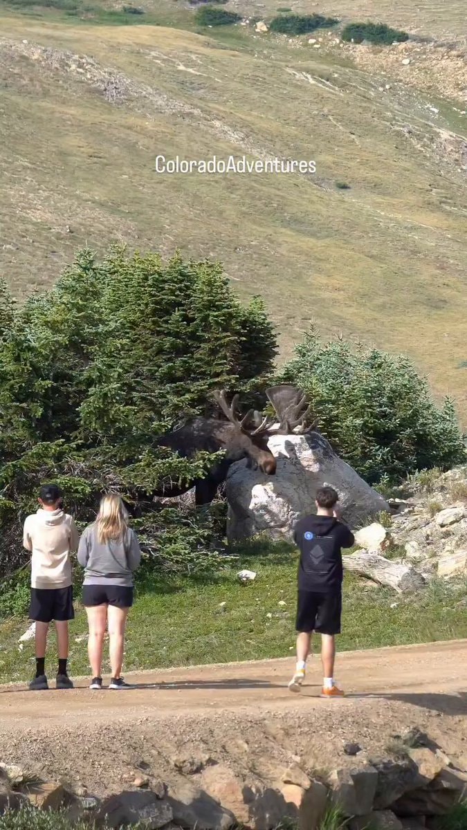 Bull moose jumps fence Rocky Mountain National Park