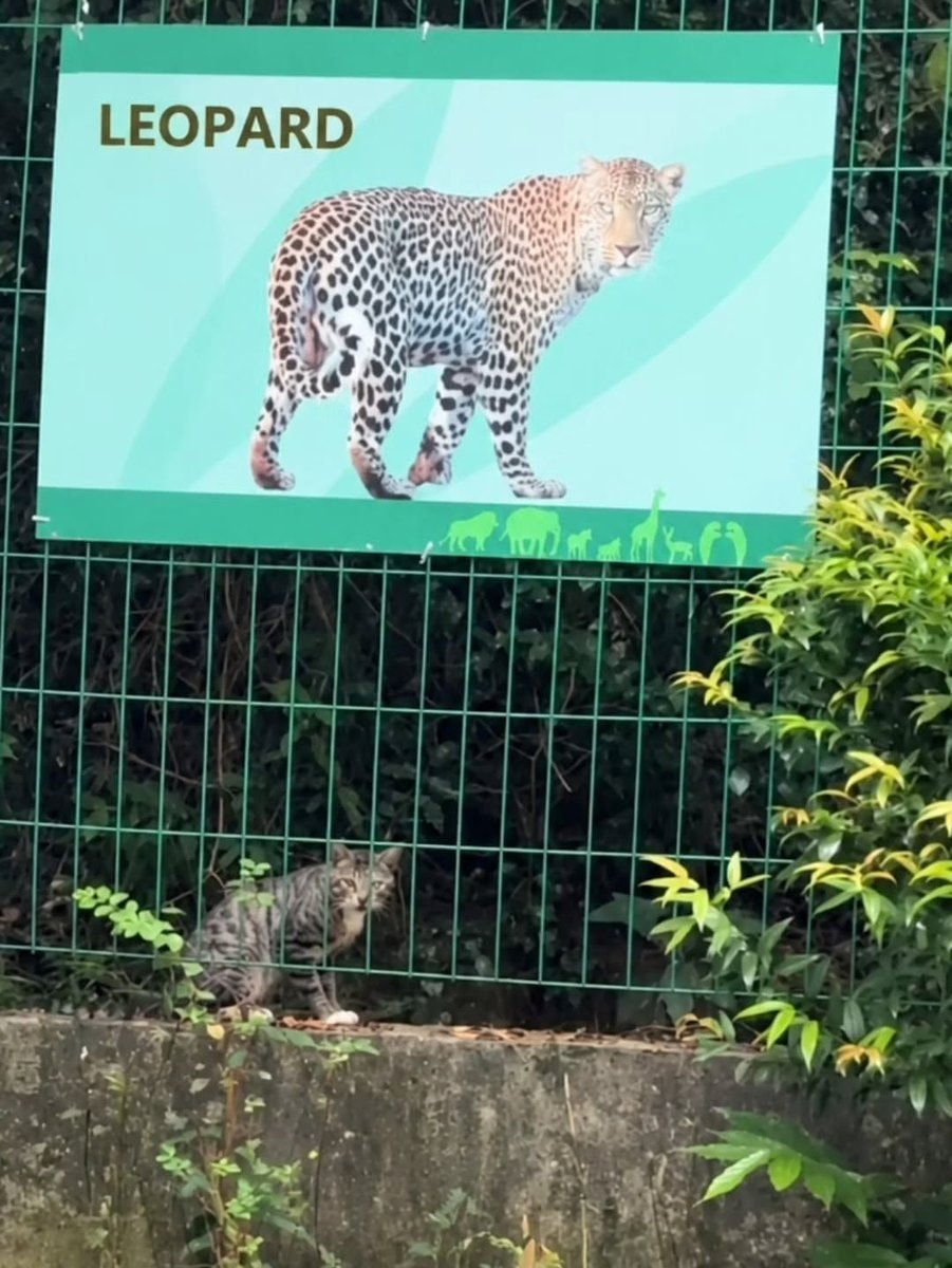 cat by leopard sign (photo 2 of 2)