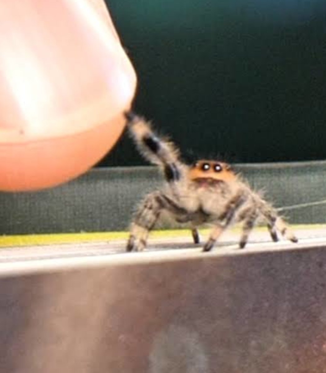 Jumping spiders as house pets (photo 2 of 4)